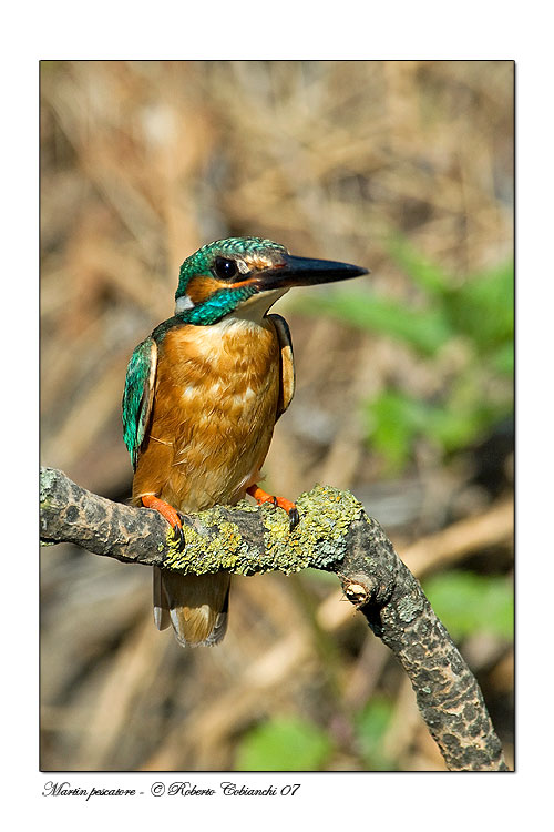 Martin pescatore -  Alcedo atthis